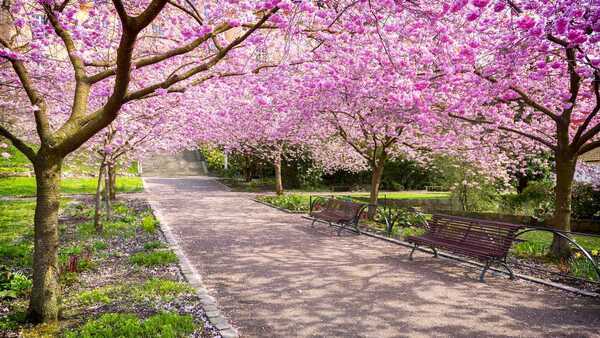 Cherry trees blossoming with benches along a path.