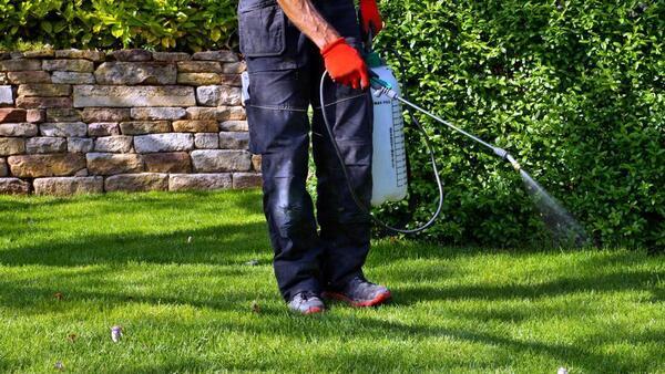 Man applying pesticide to bushes and lawn