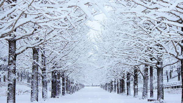 Trees on a snowy lane